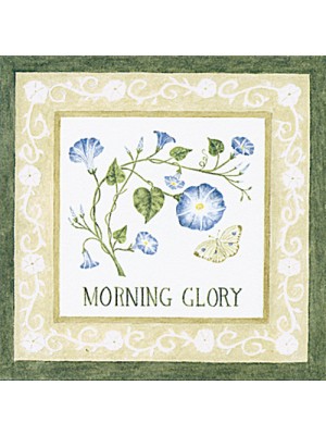 Enclosure Cards with Envelopes 22-53MG Morning Glory